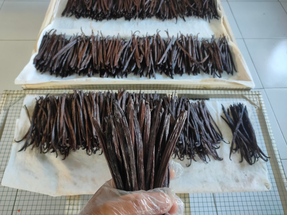 Fermentierte Bourbon-Vanilleschoten auf Trockengittern in Ikanis Manufaktur auf Bali; eine Hand hält ein Bündel ins Bild.